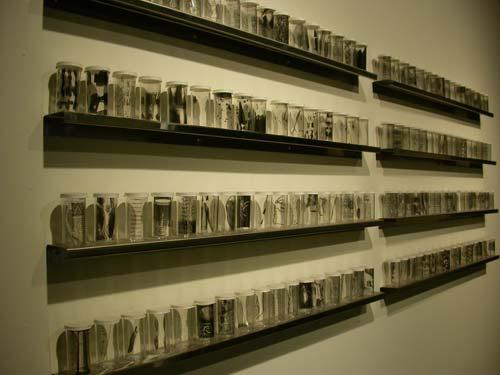 specimens (detail).jpg - Specimens (detail)